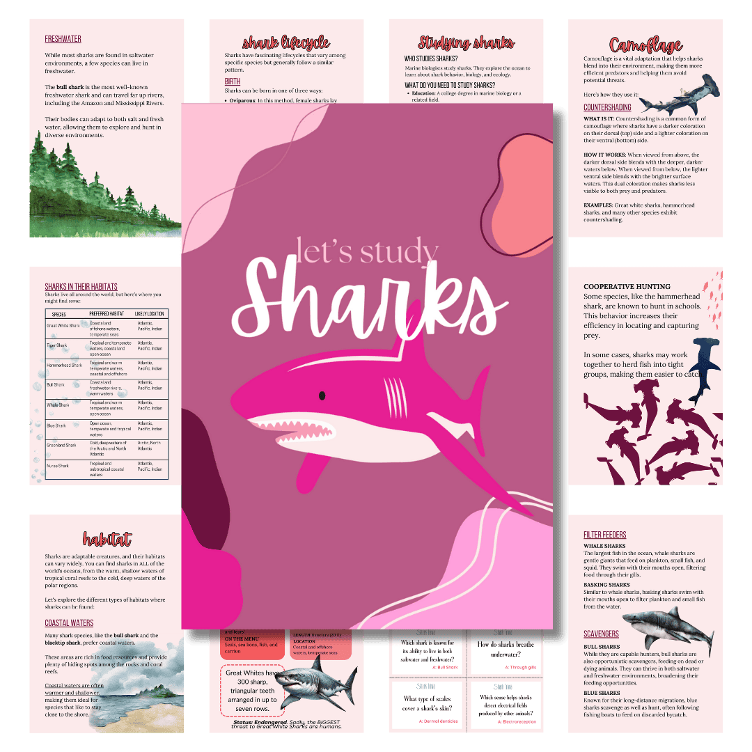 Cover image for pink shark unit study