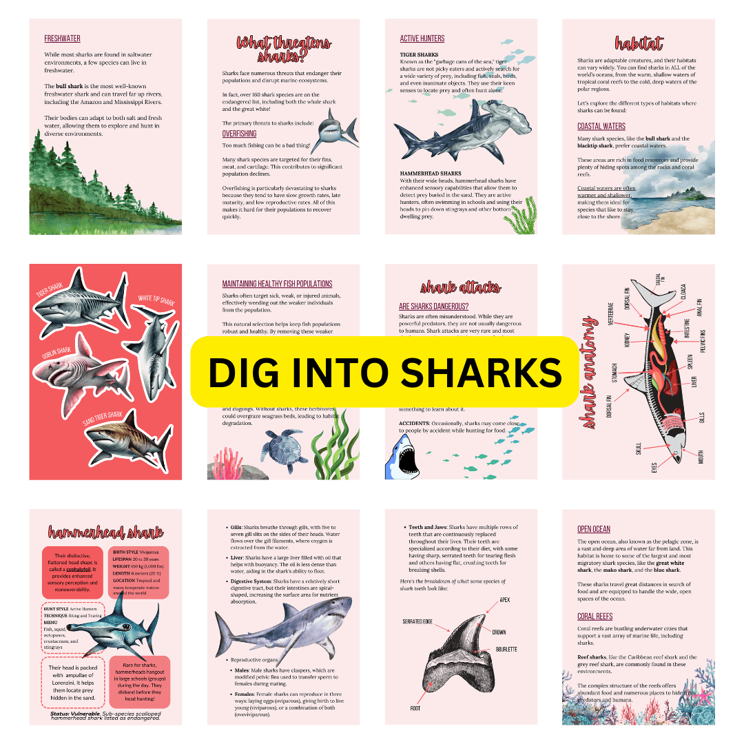 Let's Study: Sharks in Pink - Image 3