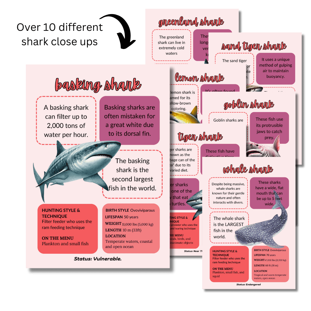 Let's Study: Sharks in Pink - Image 4