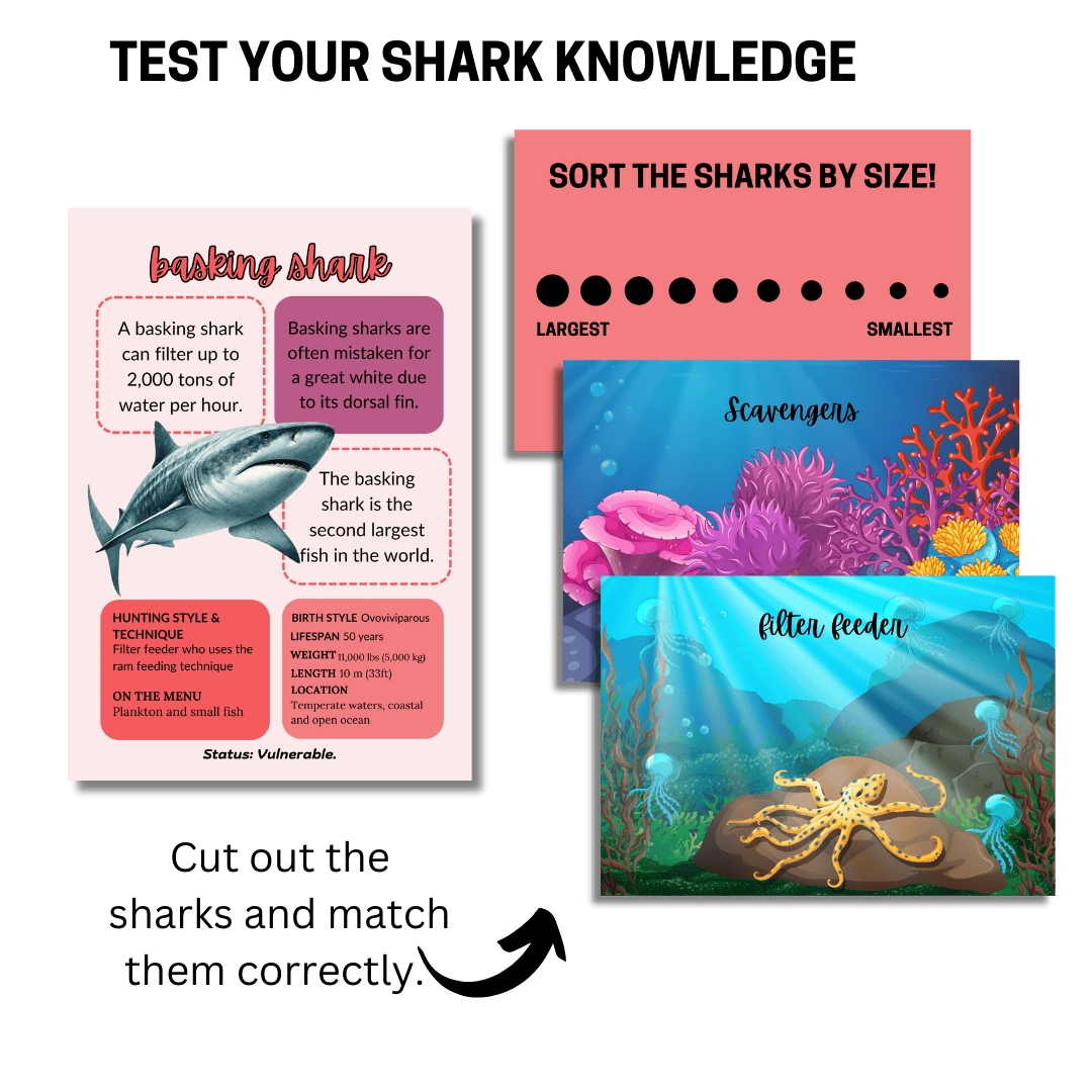 Let's Study: Sharks in Pink - Image 5