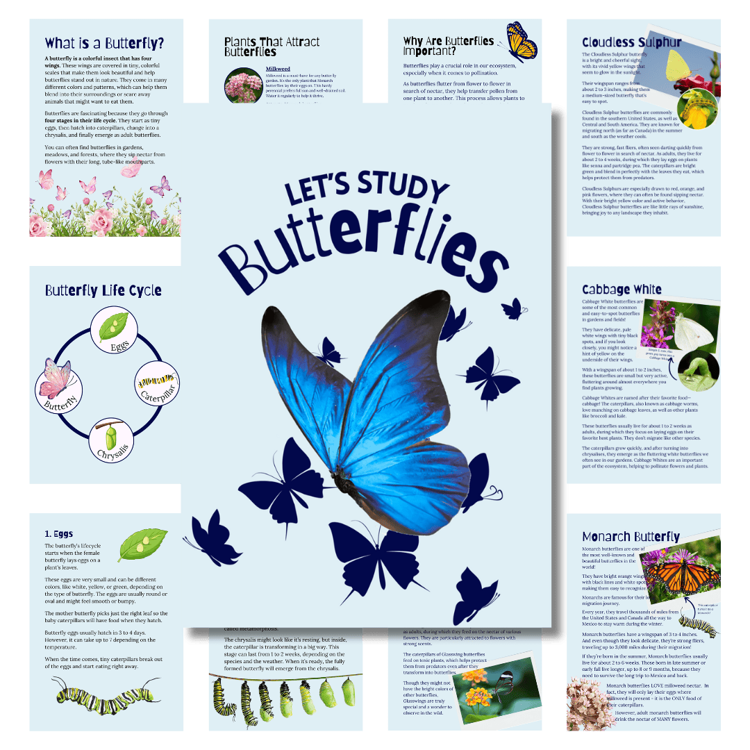 Cover image for let's study butterflies in blue