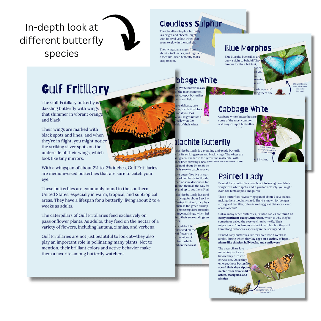 Let’s Study: Butterflies in Blue - Image 3