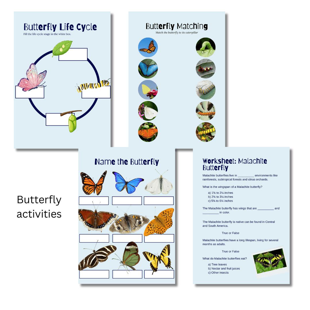 Let’s Study: Butterflies in Blue - Image 4