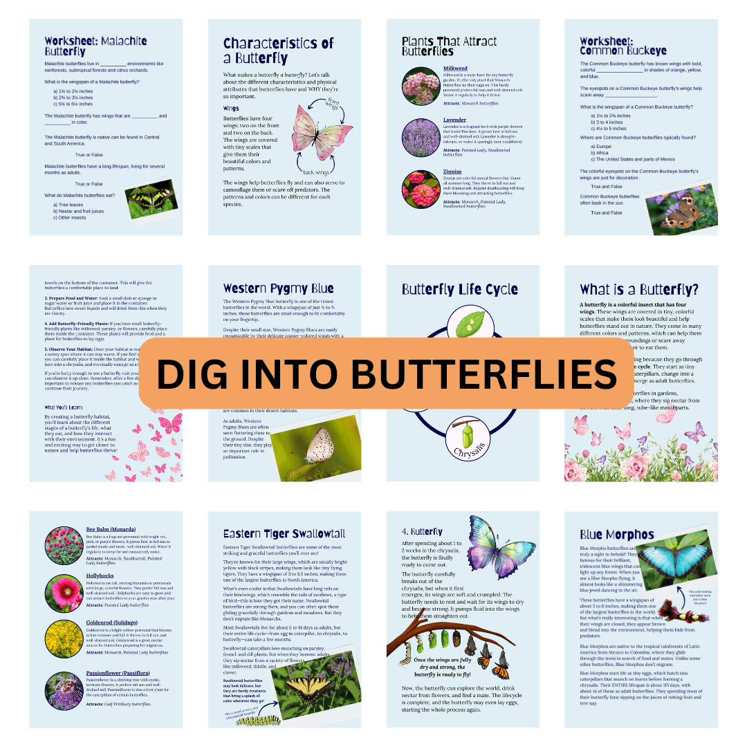 Let’s Study: Butterflies in Blue - Image 5