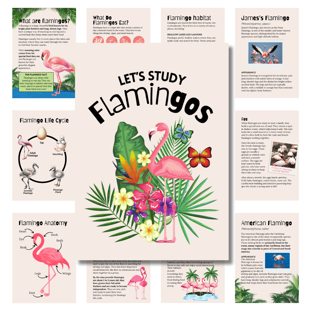 Cover image for flamingo unit study in pink
