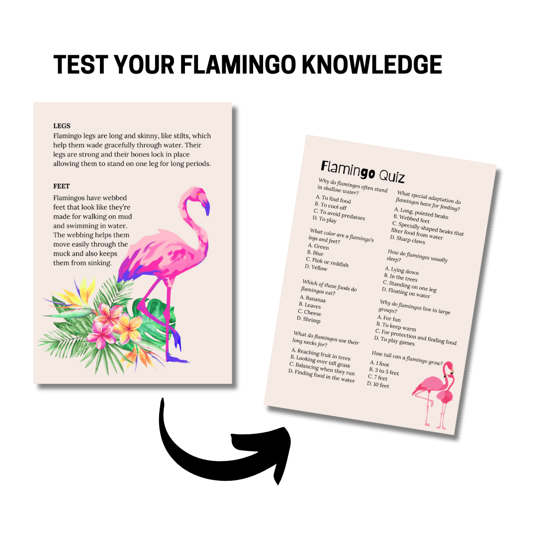 Let's Study: Flamingos in Pink - Image 2