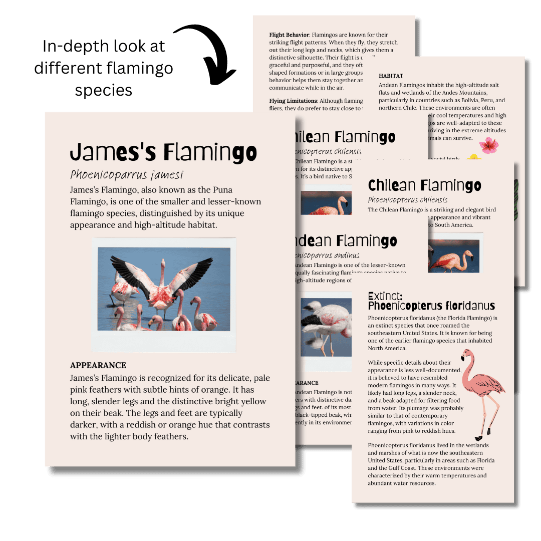 Let's Study: Flamingos in Pink - Image 5