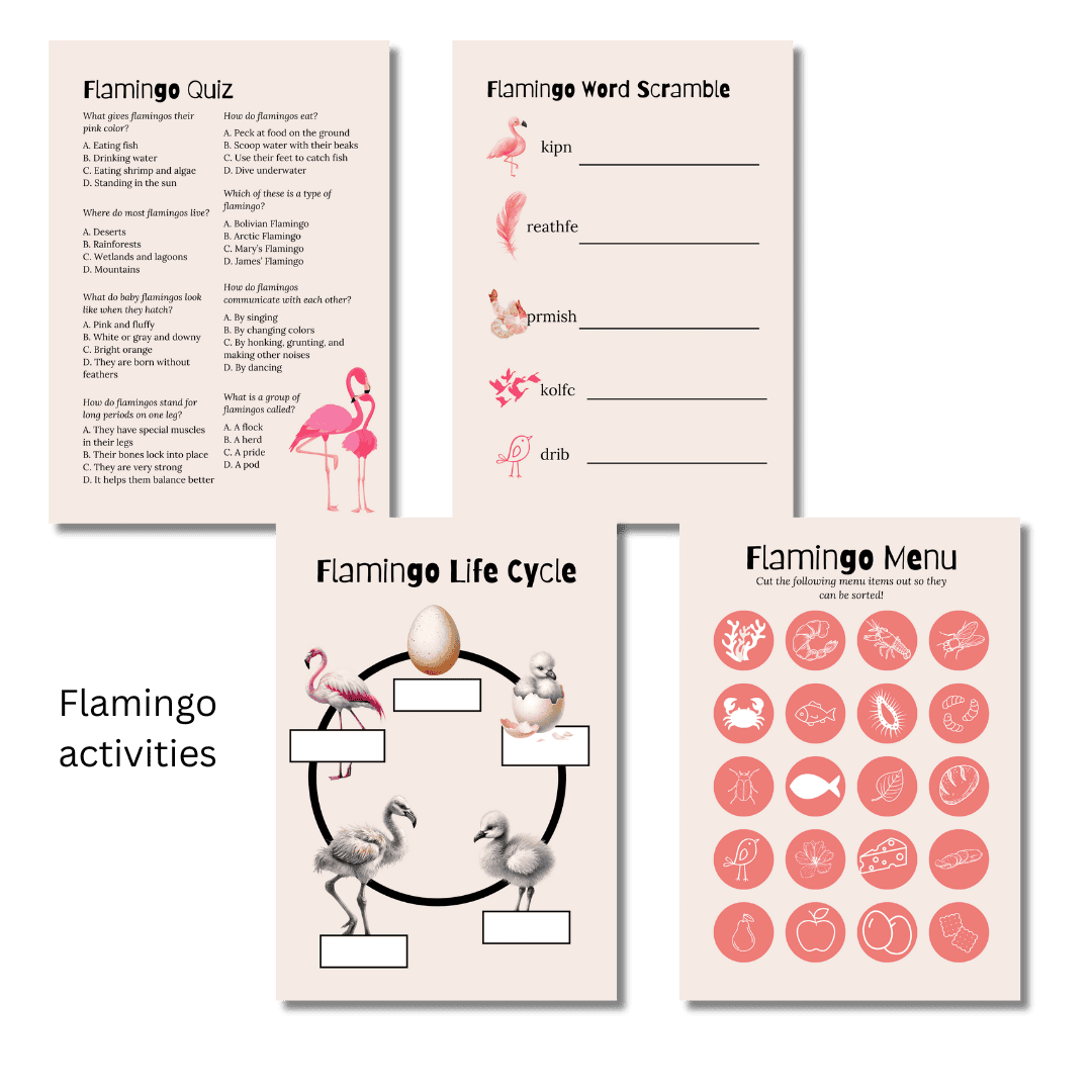 Let's Study: Flamingos in Pink - Image 4