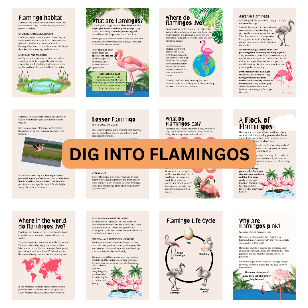 Let's Study: Flamingos in Pink - Image 3