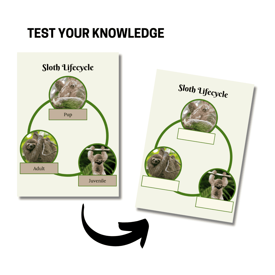 Unit Study: Sloths (Green, Brown, White, incl.) - Image 4