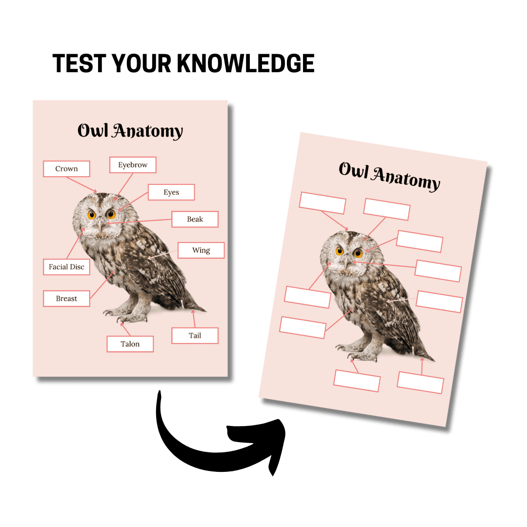 Unit Study: Owls (Pink, Brown, White, incl.) - Image 4