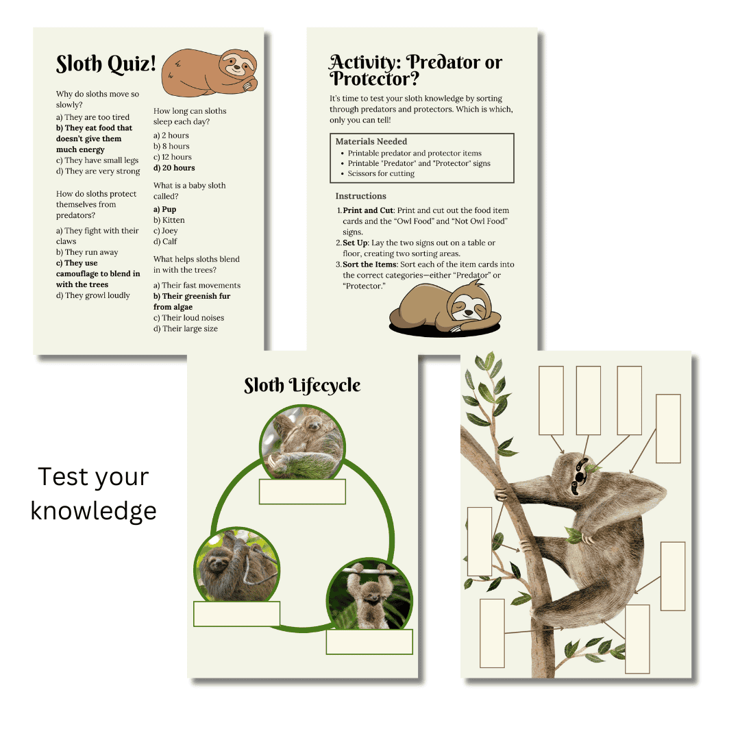 Unit Study: Sloths (Green, Brown, White, incl.) - Image 6