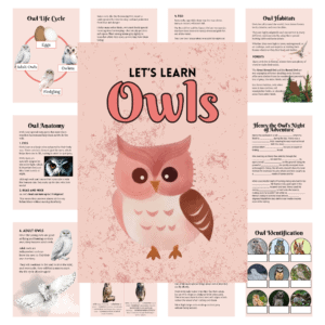 Pink owls