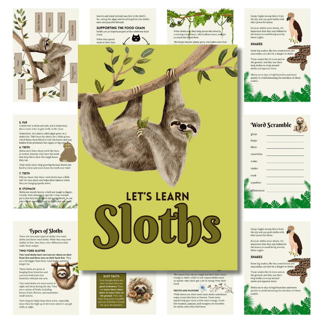 Sloth Study Upgrade