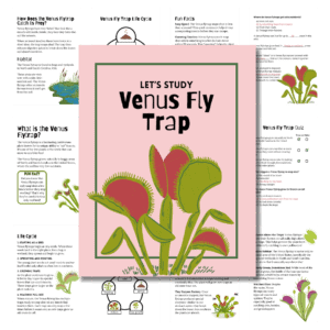 Mini Study: Venus Fly Trap