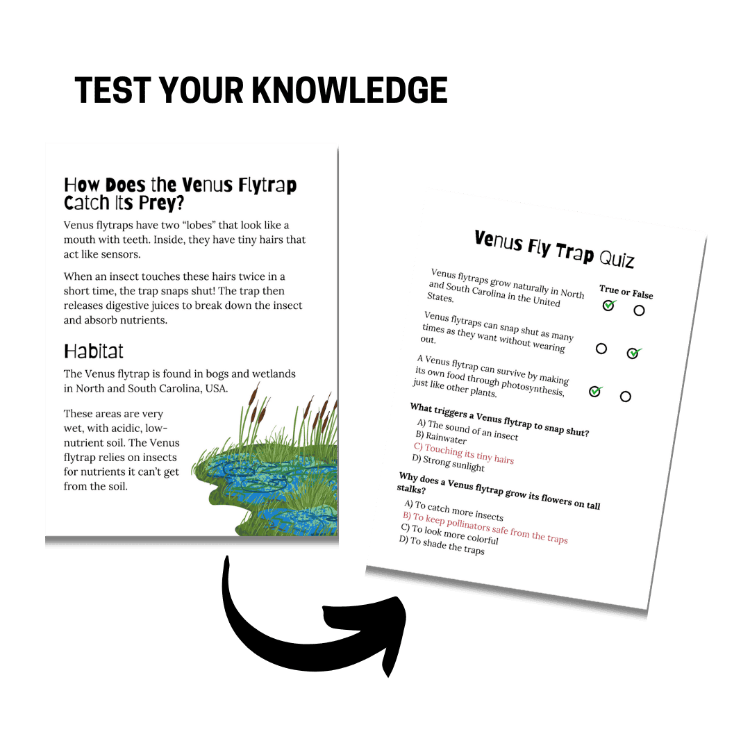 Mini Study: Venus Fly Trap - Image 2