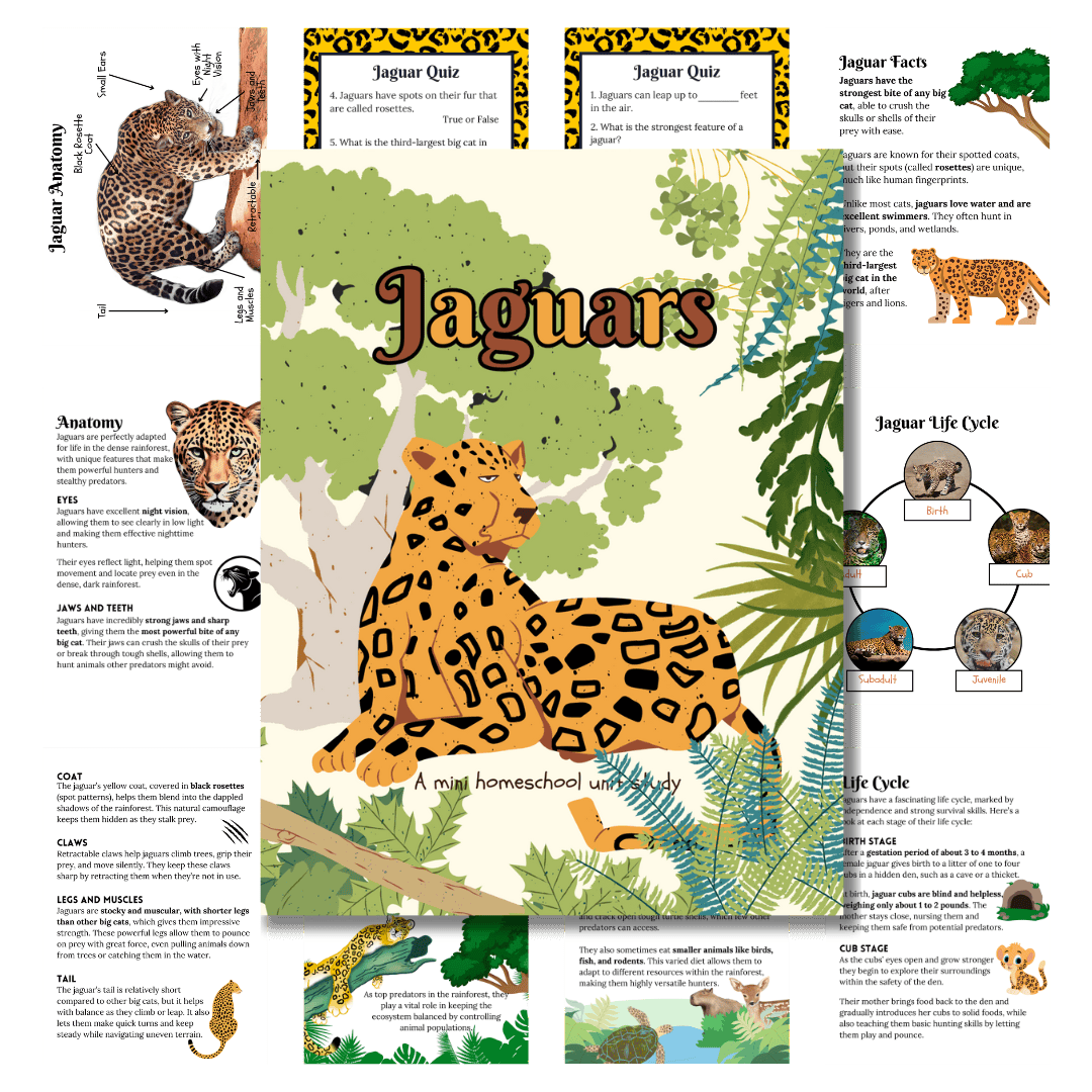 Mini Study: Jaguars