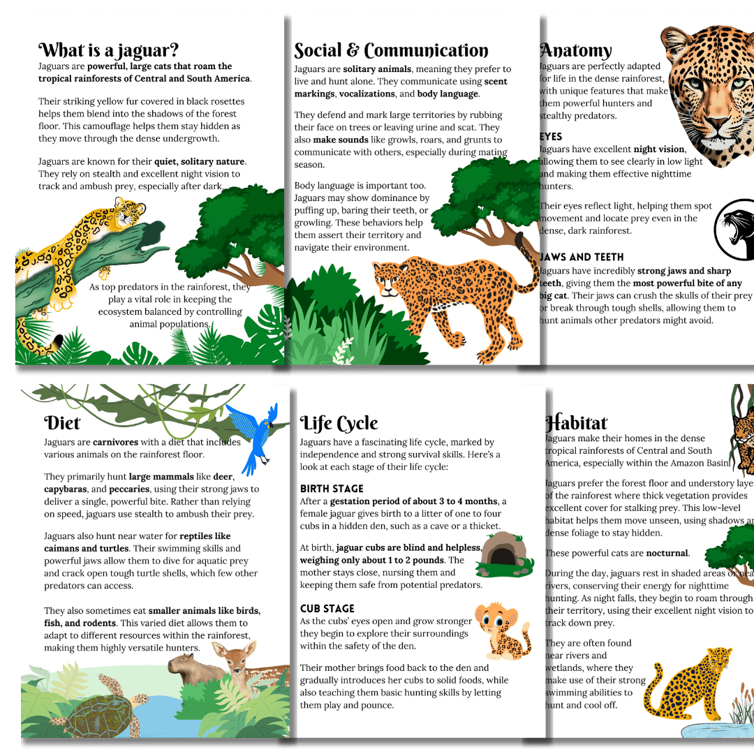 Mini Study: Jaguars - Image 5