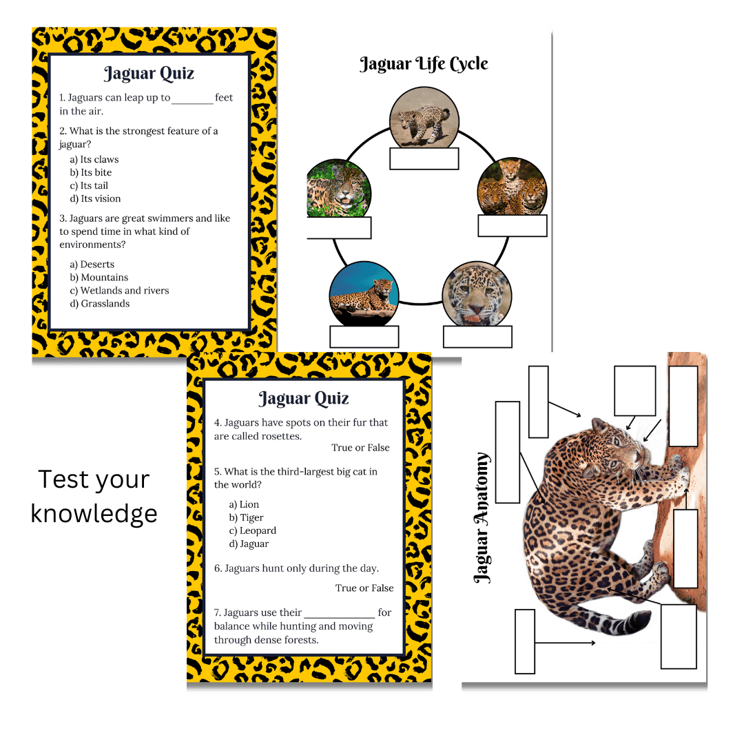Mini Study: Jaguars - Image 4
