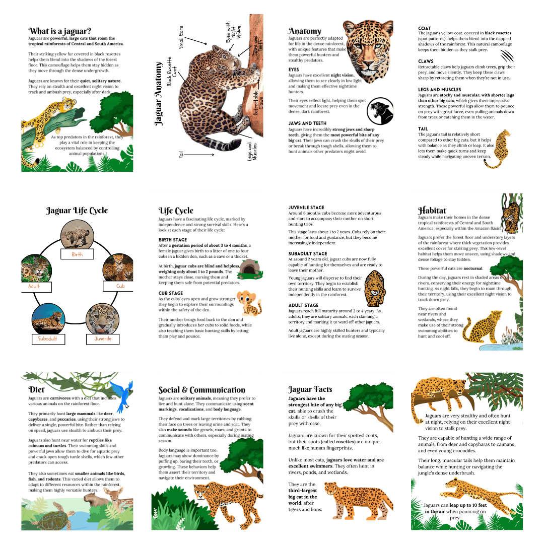 Mini Study: Jaguars - Image 3