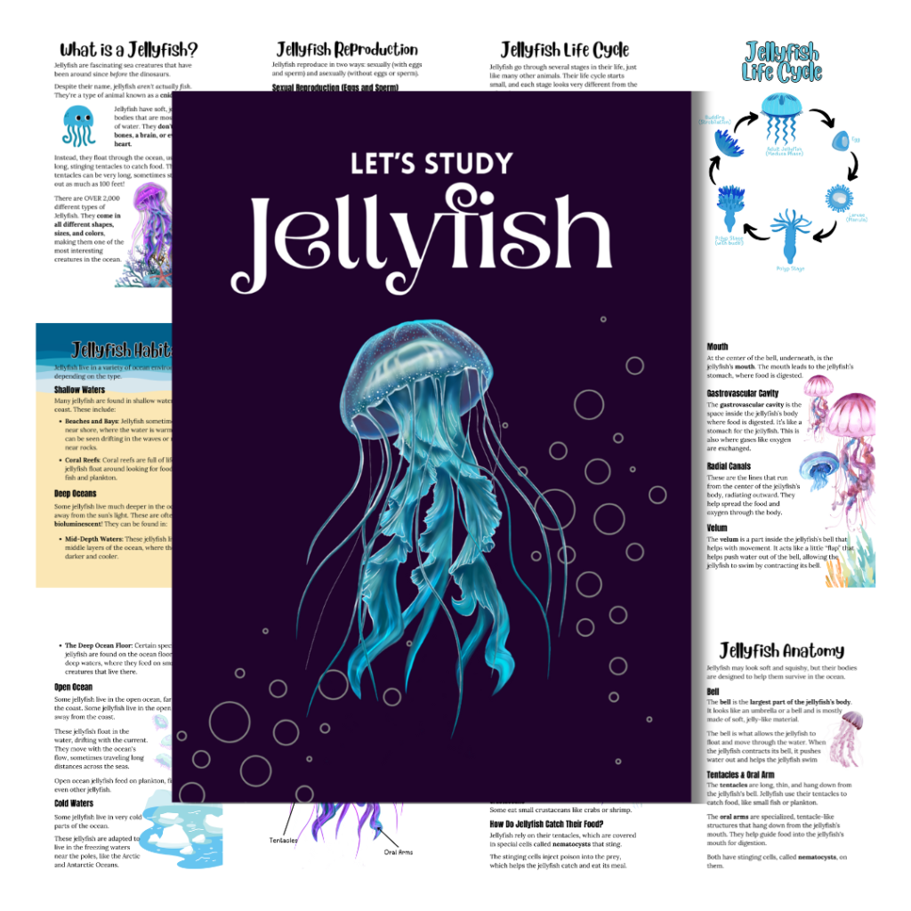 Cover image for the jellyfish unit study