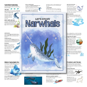 Cover image for Narwhals unit study