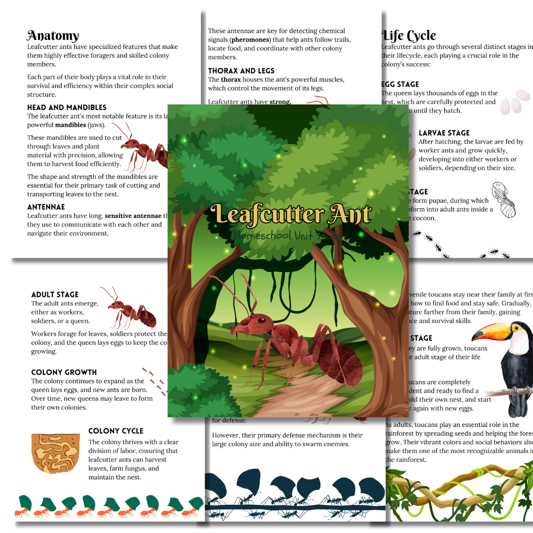 Rainforest Study Bundle in Yellow - Image 7
