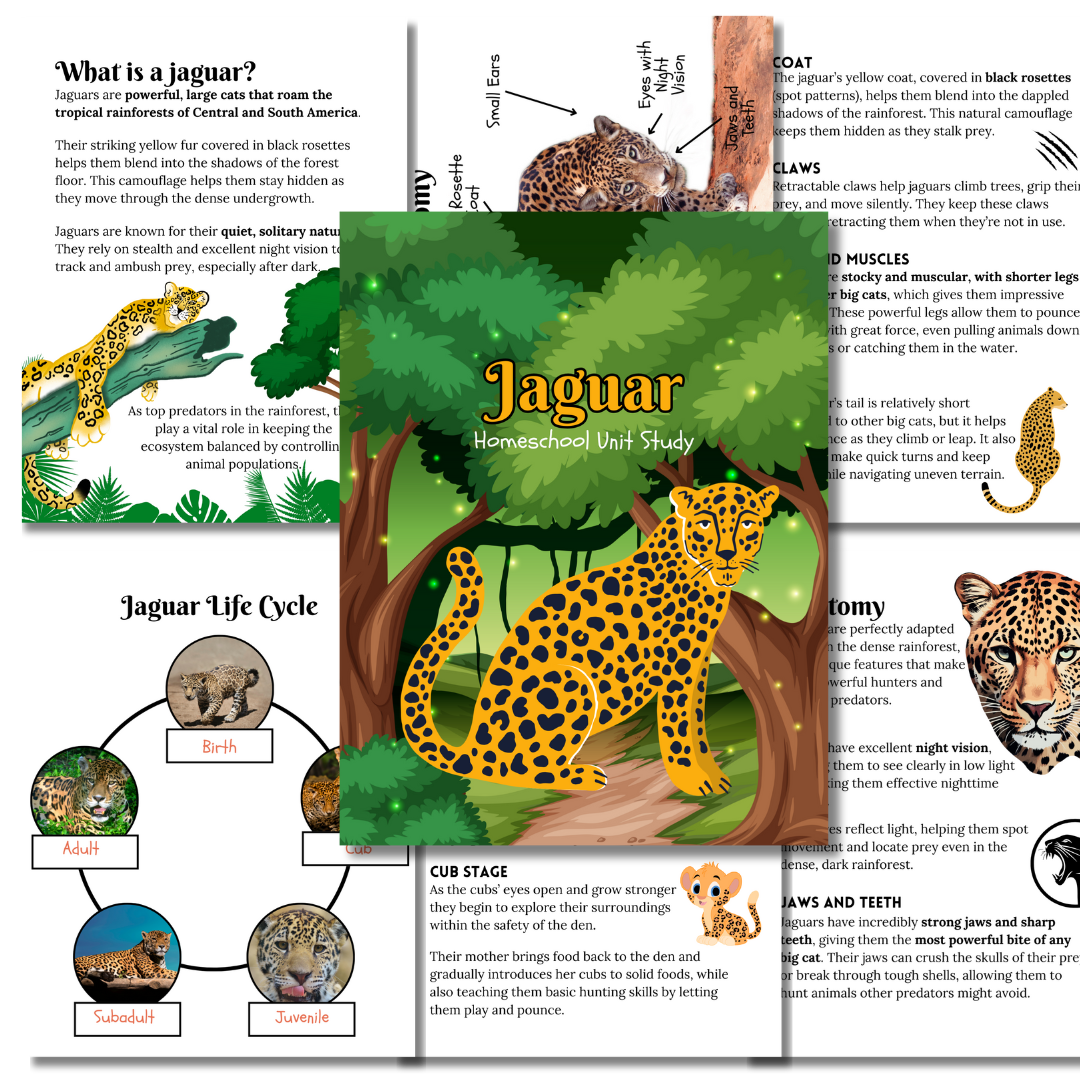 Rainforest Study Bundle in Yellow - Image 6