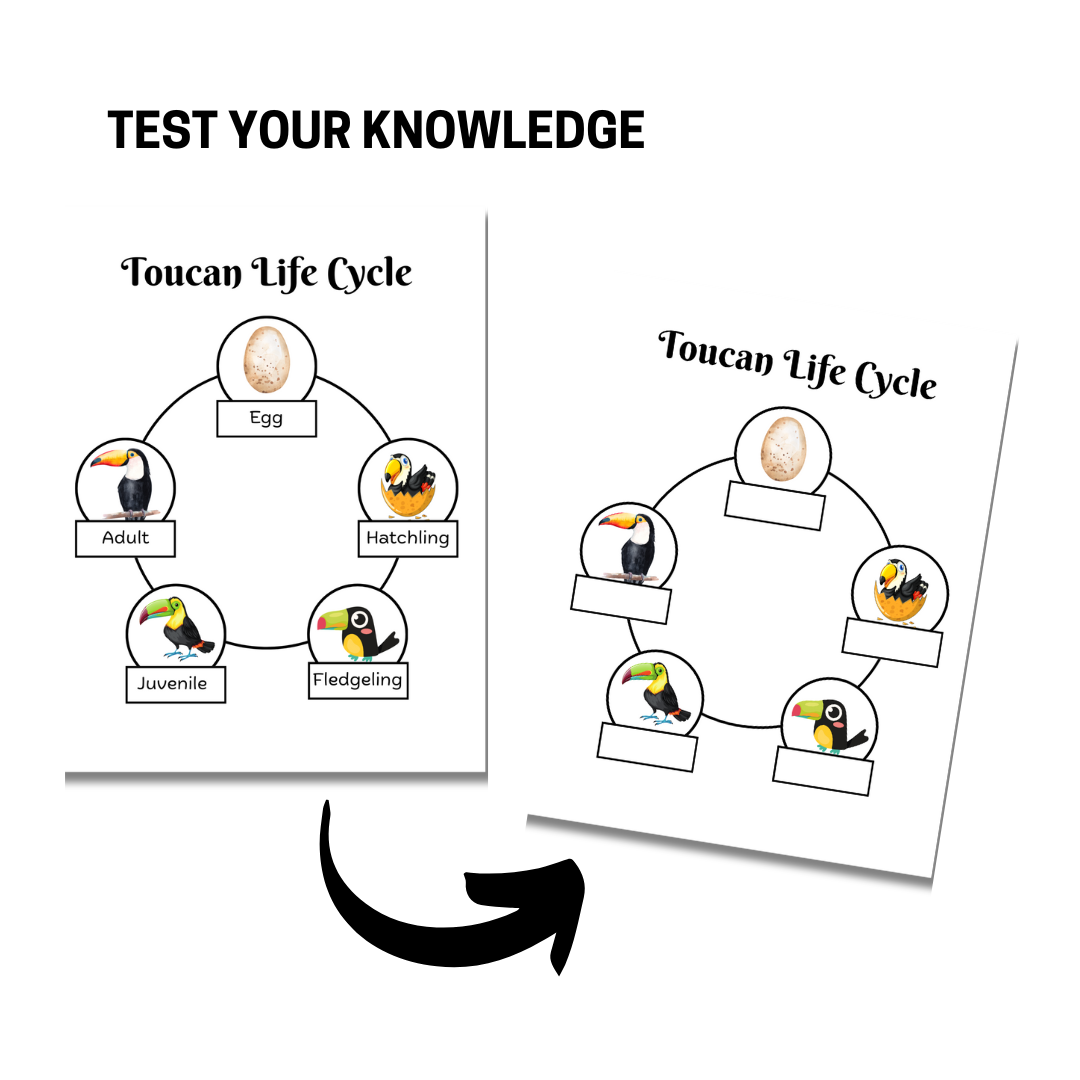 Unit Study: Toucans - Image 5