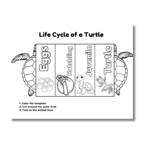 Cover image for cut and print turtle life cycle activity