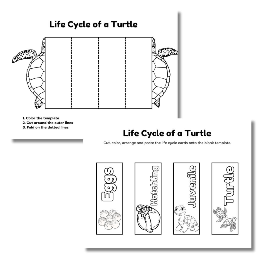 Cut & Color: Turtle Life Cycle - Image 2