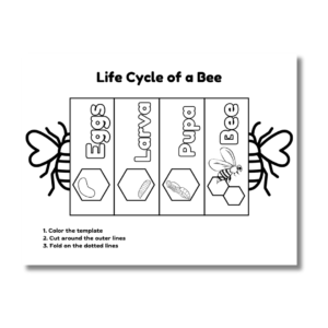 Cover image of the Bee life cycle print and color.