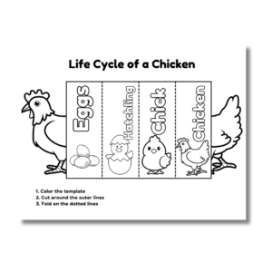 Cover for chicken life cycle