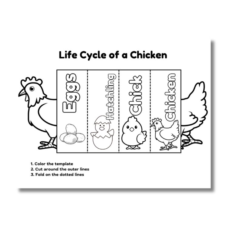 Cover for chicken life cycle