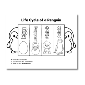 Penguin life cycle activity