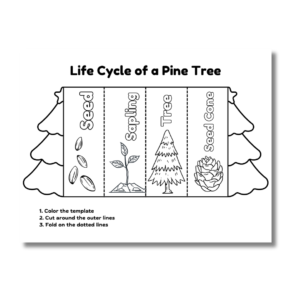 Life Cycle of a Christmas Tree