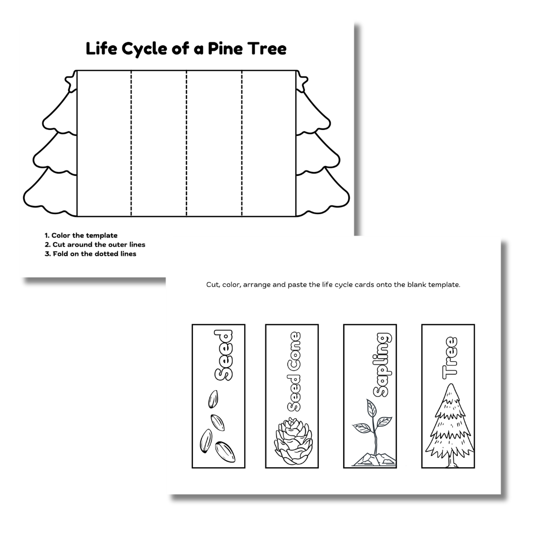 Cut & Color: Christmas Tree Life Cycle - Image 2