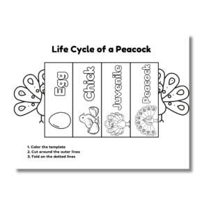 Cover image of the peacock lifecycle