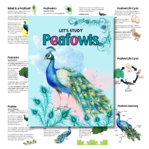 Cover image for peafowl unit study