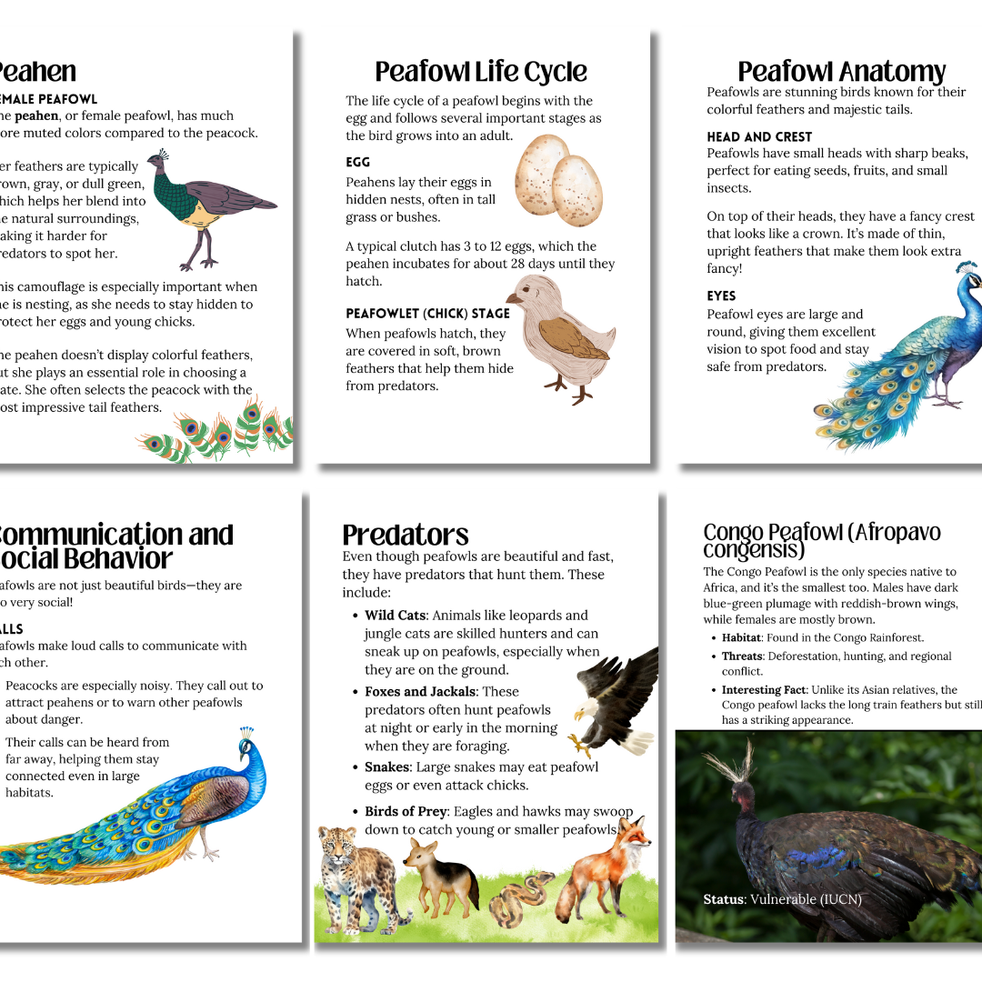 Unit Study: Peafowls (Peacocks) - Image 5