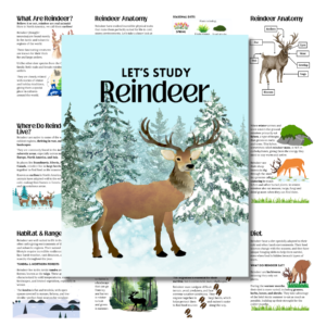 Cover image of Reindeer unit study