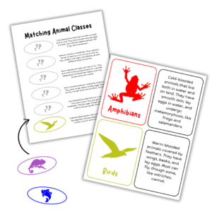 Animal Classes Matching and flashcards