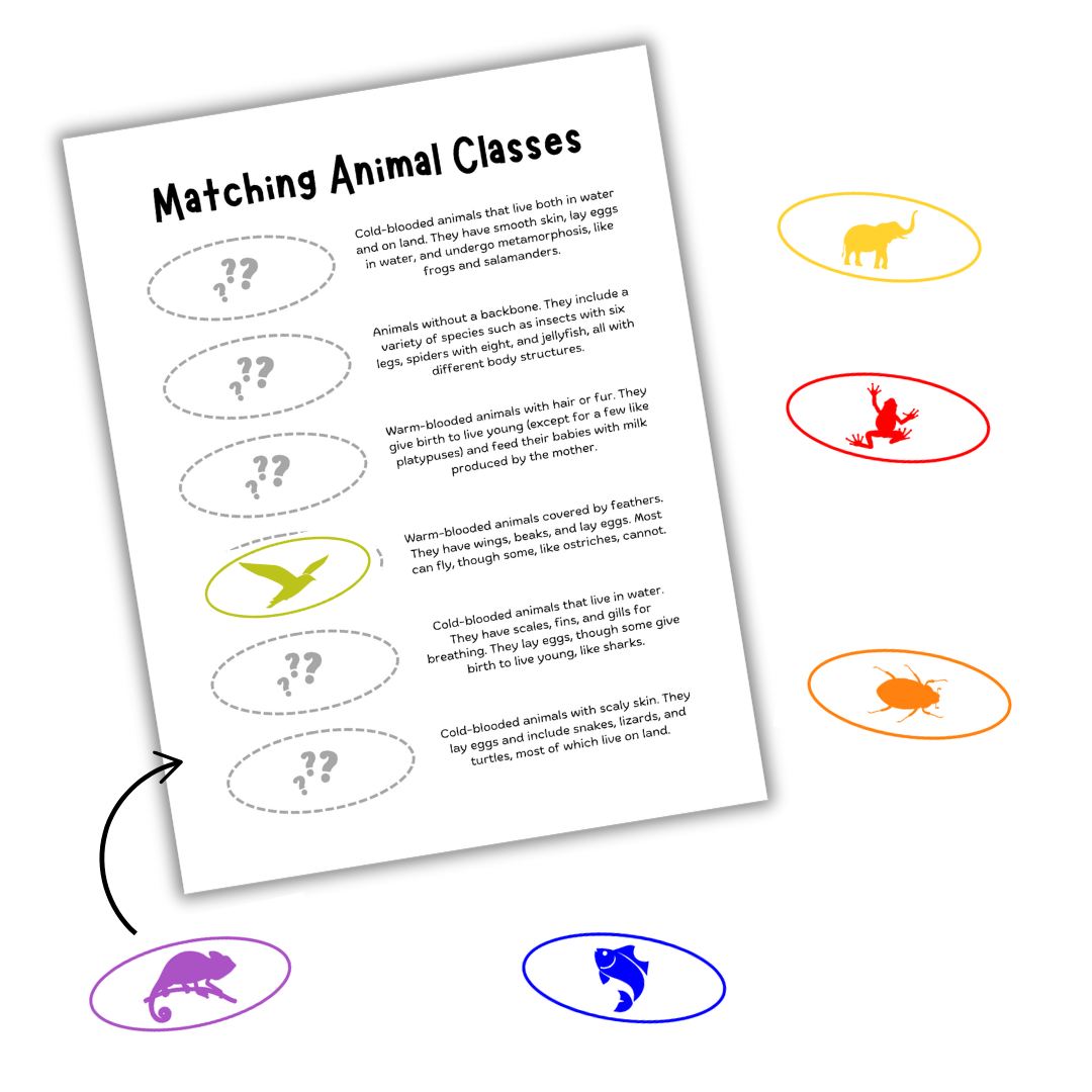 Animal Classes Matching & Flashcards - Image 2
