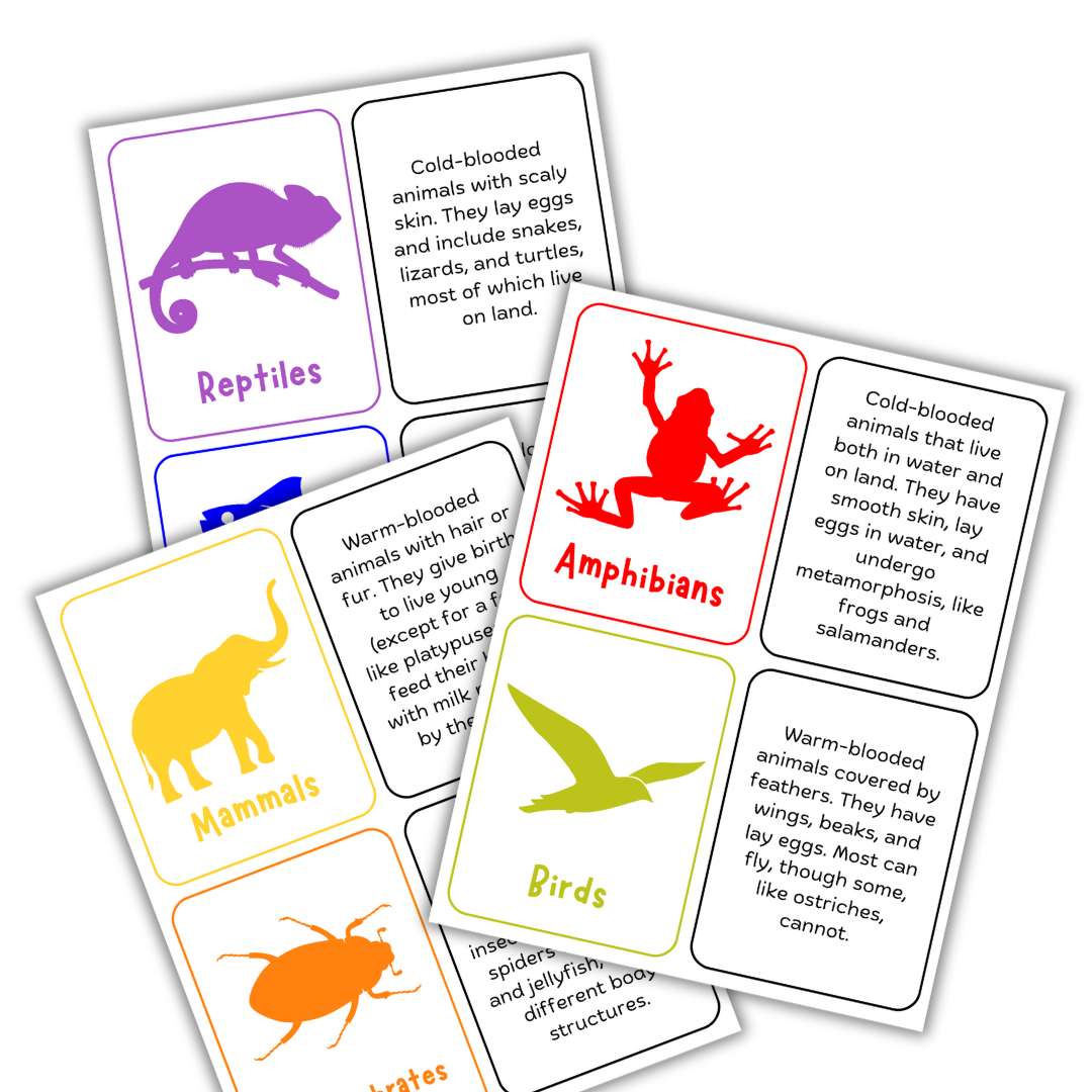 Animal Classes Matching & Flashcards - Image 3