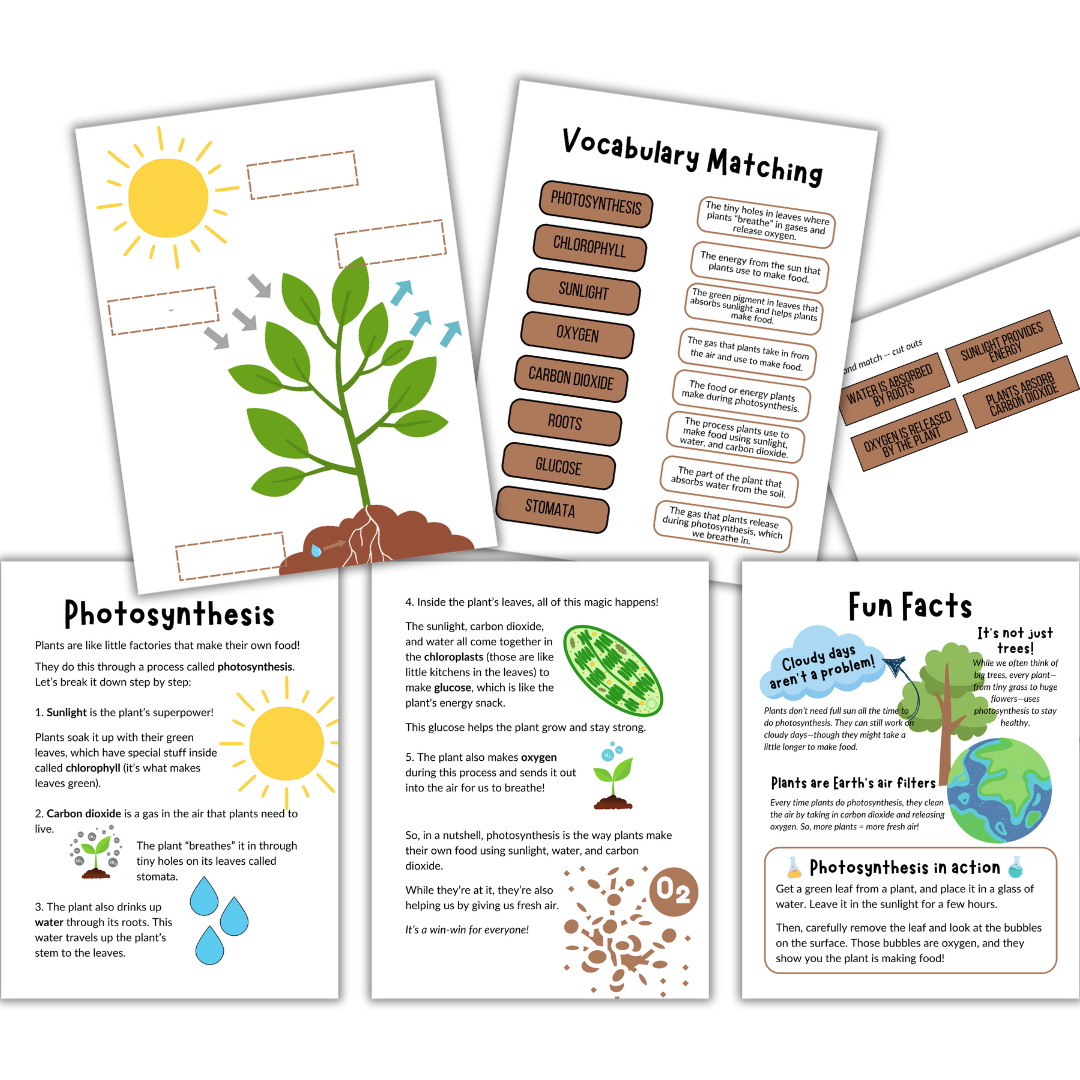 Photosynthesis: Micro Study