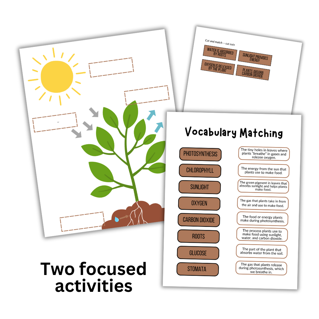Photosynthesis: Micro Study - Image 2
