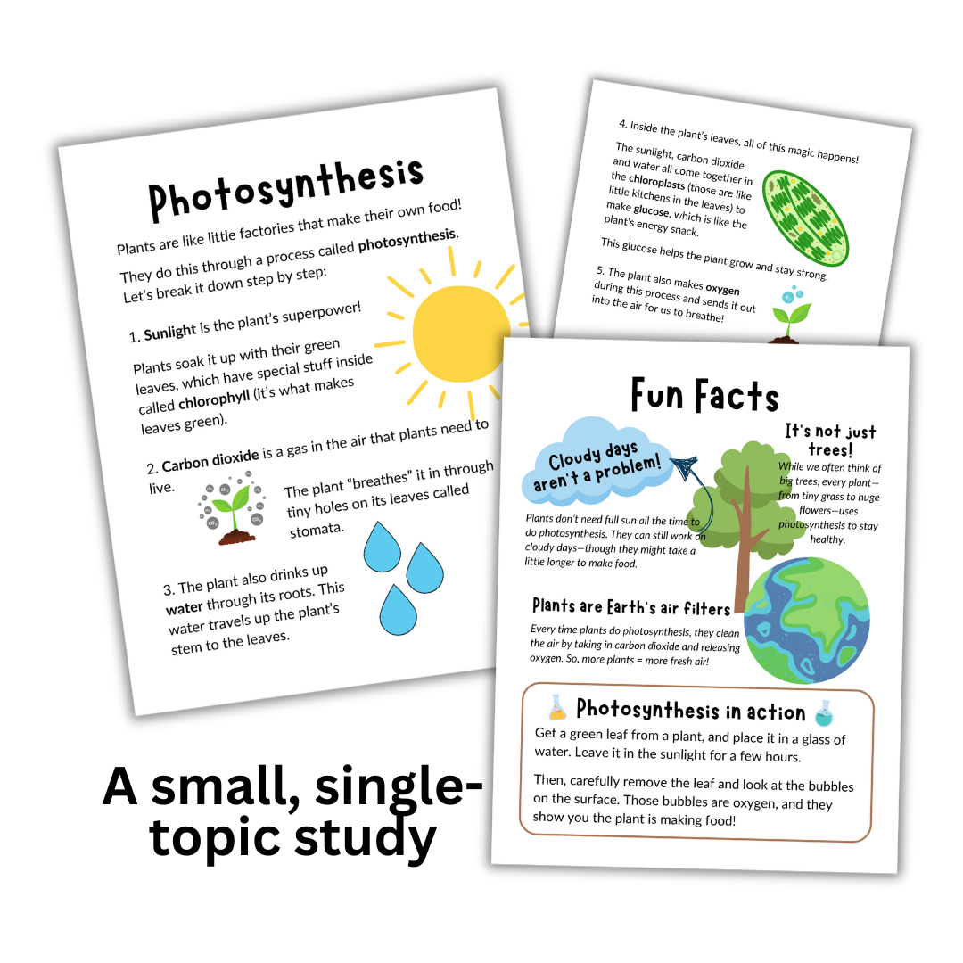 Photosynthesis: Micro Study - Image 3