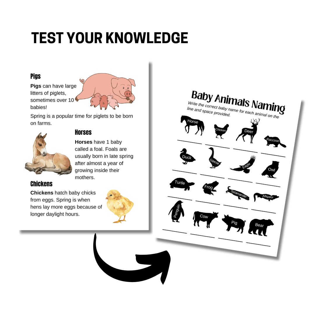 Spring Babies Unit Study - Image 2