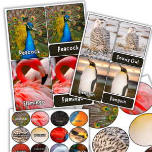 Bird Matching 3-Part Flashcards