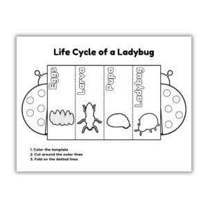 Ladybug Lifecycle Image
